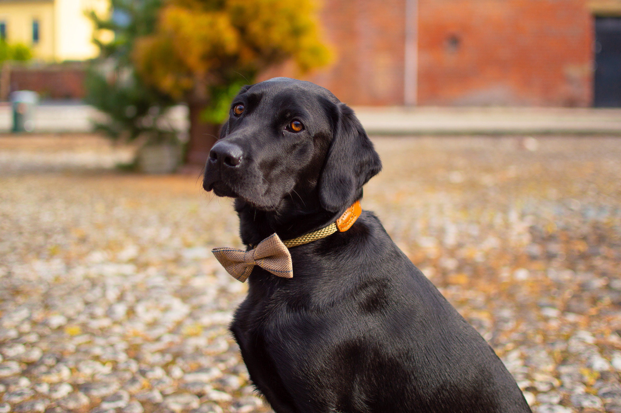 bow tie puppy