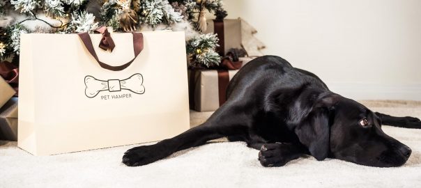 Christmas Presents for Dogs