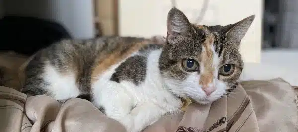 Gifts For Cat Lovers