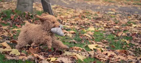 THE HEALTHIEST DOG BREEDS 2022