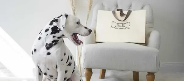 National Dog Day // Friday 26th August 2022