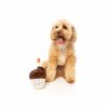 fuzzyard-cupcake-with-dog1