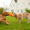 P.L.A.Y. Pumpkin Plush Dog Toy being tugged by Labradors