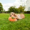 P.L.A.Y. Pumpkin Plush Dog Toy with cute Labrador