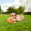 P.L.A.Y. Pumpkin Plush Dog Toy with sleepy Labrador