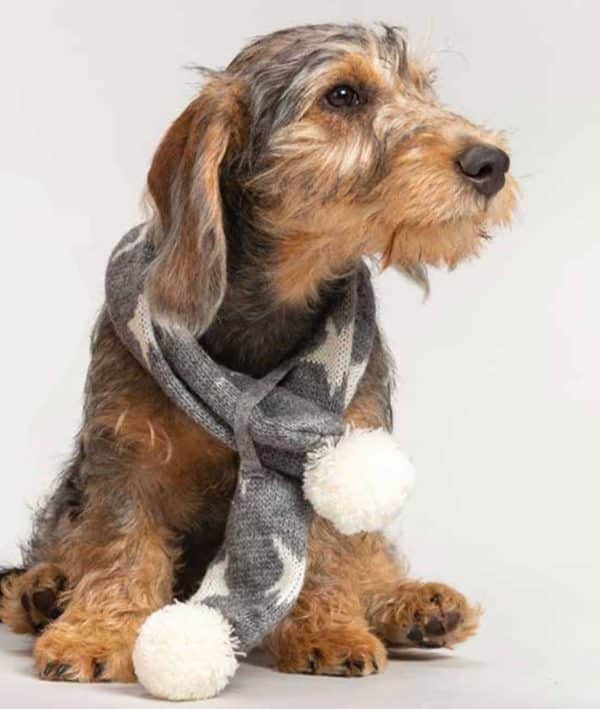 house_of_paws_grey_star_dog_scarf