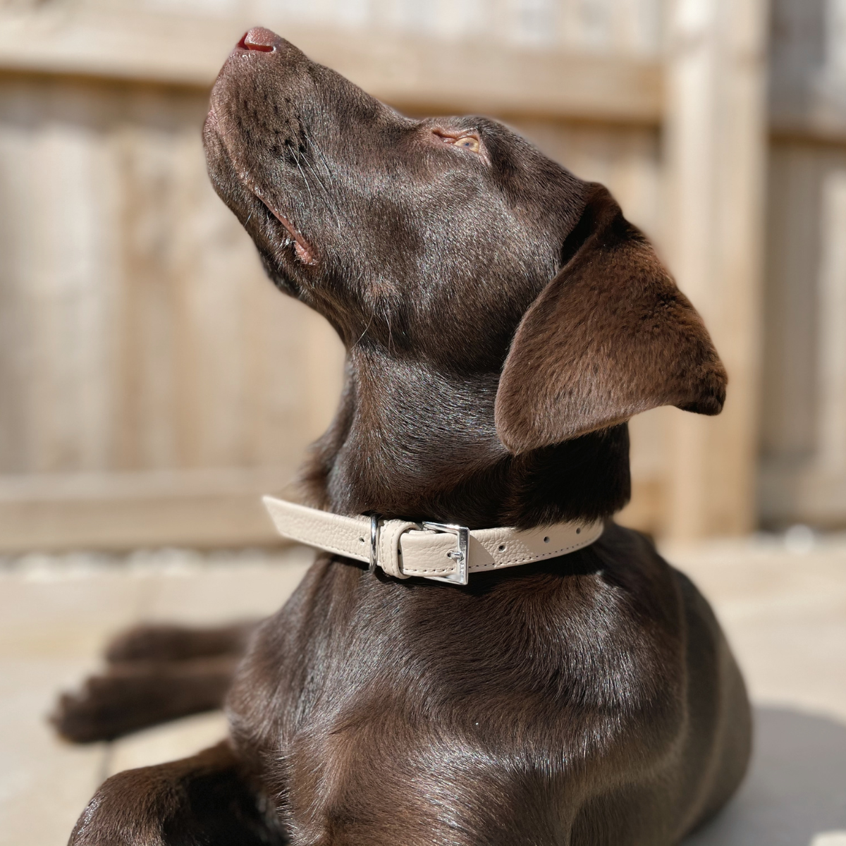 Ancol Soft Truffle Leather Dog Collar
