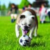 Kong Sport Ball with dog