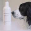Maxbone Aloe & Oatmeal Shampoo with Dog