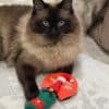Fuzzyard Meowet Cat Toy with cat Rupert