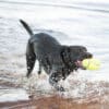 Kong Airdog Squeaker Rugby Ball with Dog in Water