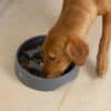 House Of Paws Slow Feeder Dog Bowl With Dog