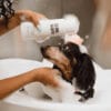 Maxbone Calming Shampoo with Dog