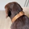 Maxbone Dog Collar - Camel