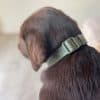 Maxbone Dog Collar - Sage