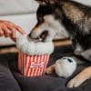 PLAY Hollywoof Pupcorn Dog Toy with Dog