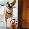 PLAY Howloween Pumpkin Basket With Dog