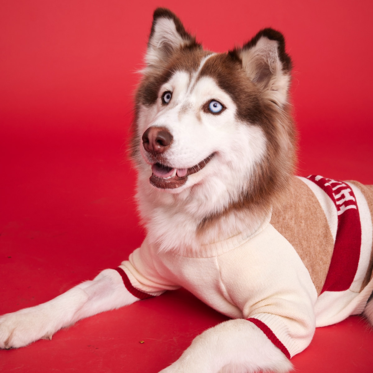 Maxbone Fa La La Jumper - with Dog Sitting