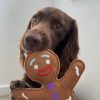 Green & Wilds Jean Genie the Gingerbread Person with Dog