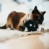 P.L.A.Y. Feline Frenzy Frisky Furball Cat Toy - Lifestyle - with Cat