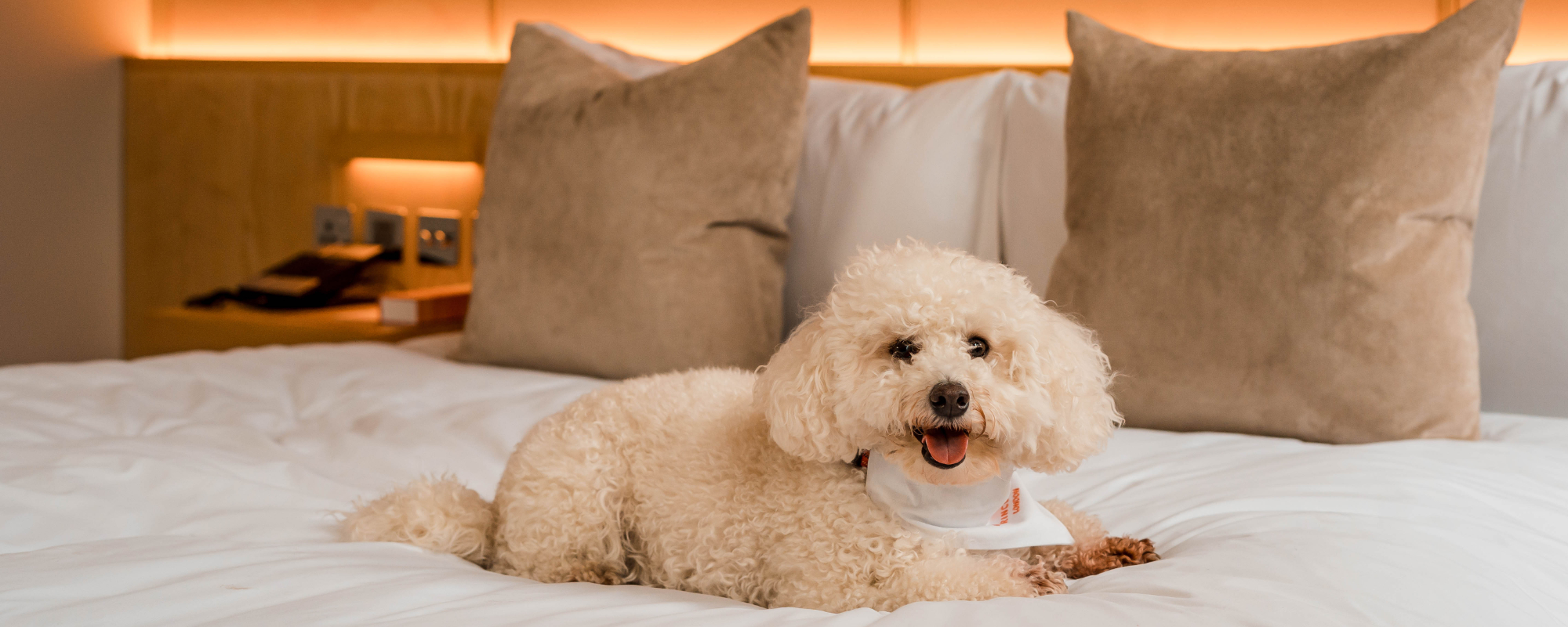 Cute dog on hotel bed