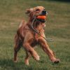 Beco Slinger Pebble - Orange - with Dog