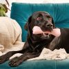Beco Treat Bone - Pink - with Dog