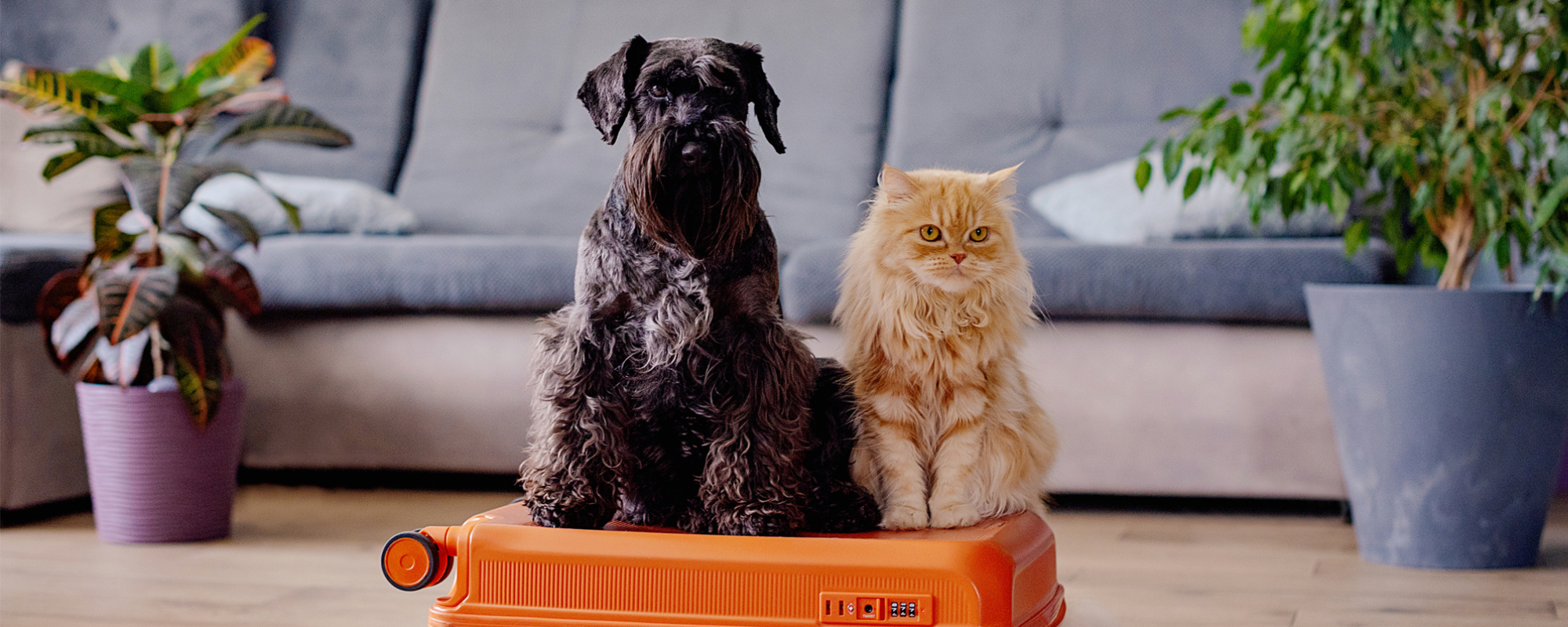 dog and cat on suitcase