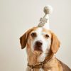 Party Hat for Dogs - Bark Day - on Dog