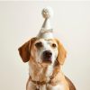 Party Hat for Dogs - Pet Hamper Bone Logo - on Dog