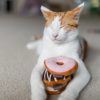 PLAY Kitty Kreme Doughnuts with Cat