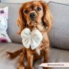 Cocopup Teddy Sailor Bow Tie - Dolly (Cream)