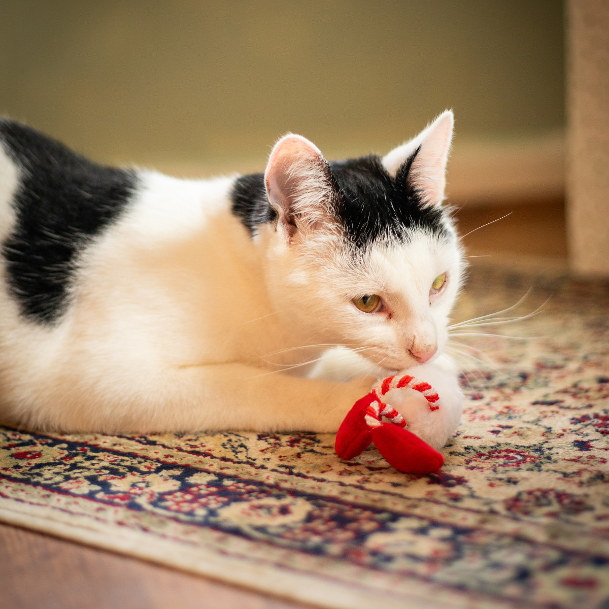 Rosewood Gus Gonk Cat Toy - with Cat