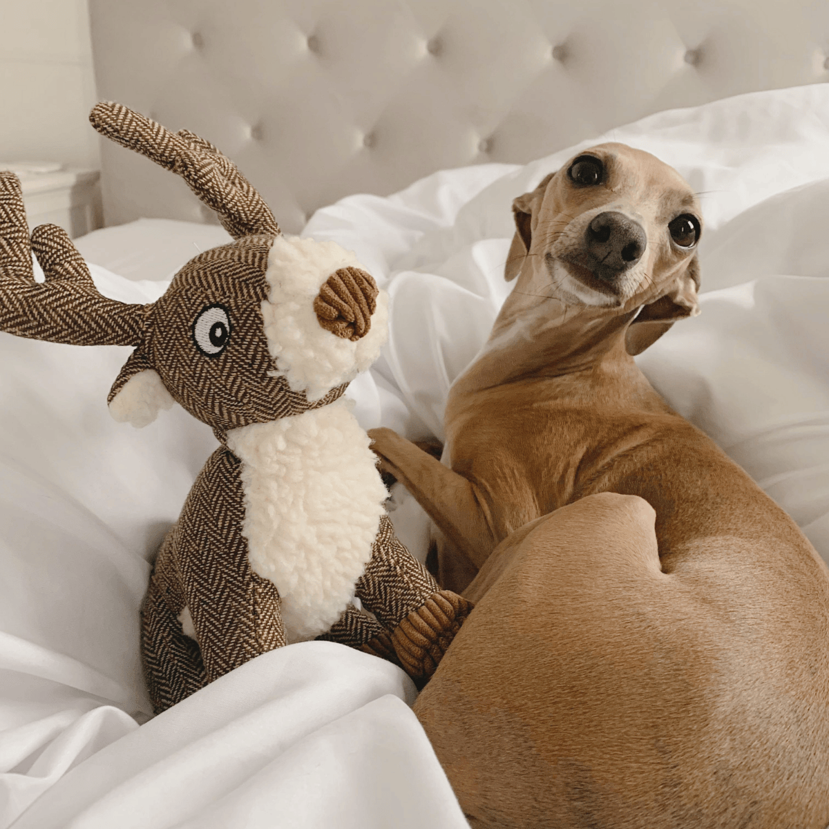 Pet Hamper Category Grid - Puppy