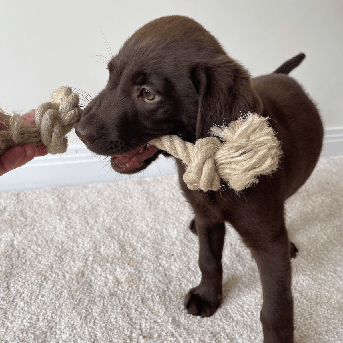 Pet Hamper Category Grid - Puppy Toys