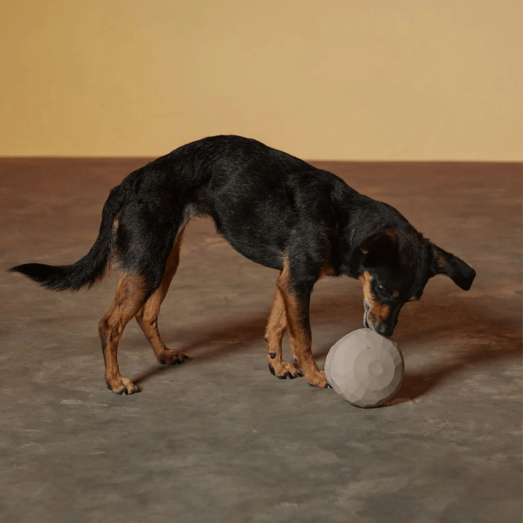 Honeycomb Balance Toy - with Dog